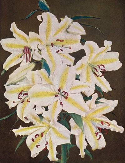 Lilies: Lilium Auratum Platyphyllum by American Photographer