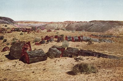 Petrified Forest, Arizona by American Photographer