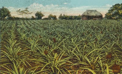 Puerto Rico: A Field of Pineapples by American Photographer