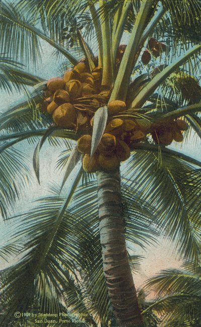 Puerto Rico: Coconuts Growing by American Photographer