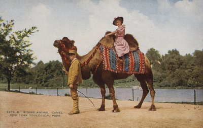 Riding Camel, New York Zoological Park by American Photographer
