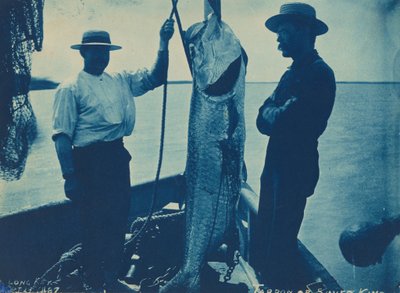 Tarpon or Silver King by American Photographer