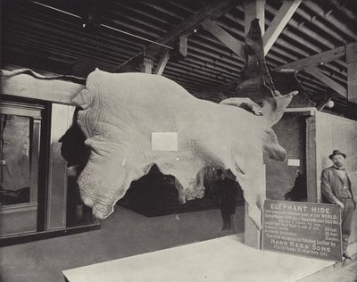 The Elephant Hide by American Photographer