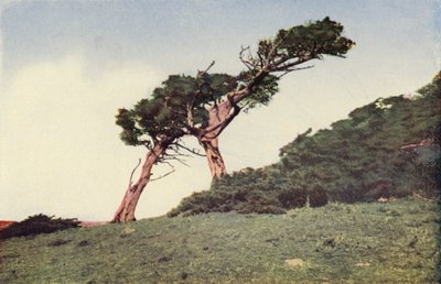 The Ostrich, a Monterey Cypress by American Photographer