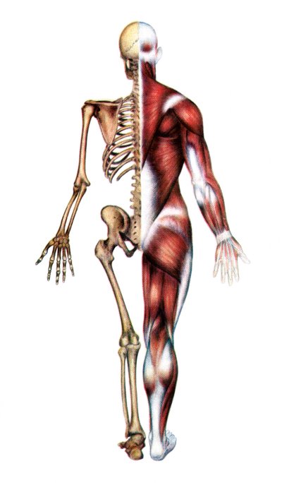 Anatomical Print of the Human Skeleton and Muscles by American School