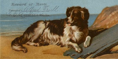 Border Collie Dog on Beach by American School