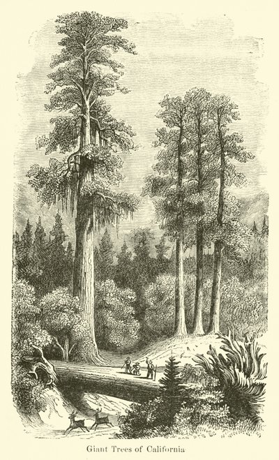 Giant Trees of California by American School
