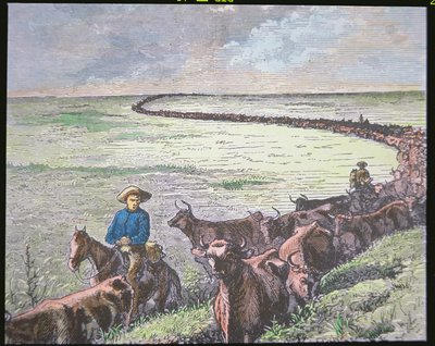 Longhorn cattle drive from Texas to Abilene, Kansas by American School