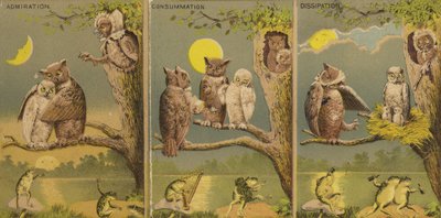 Owls by American School