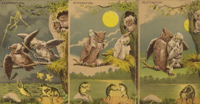 Owls by American School