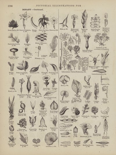Page from Webster