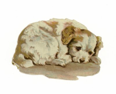 Puppy Sleeping by American School