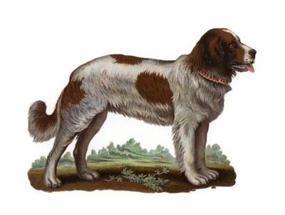 St Bernard Dog by American School