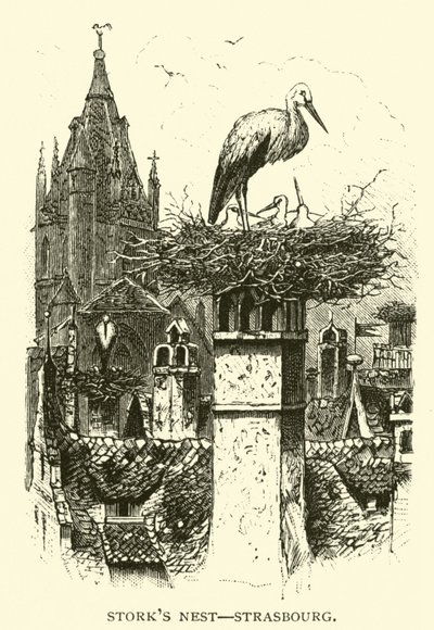 Stork