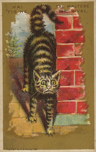 Terrified Cat by American School