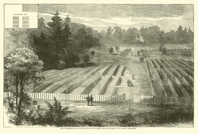 The Andersonville Burial-Grounds where were Interred 14,000 Union Prisoners, May 1865 by American School