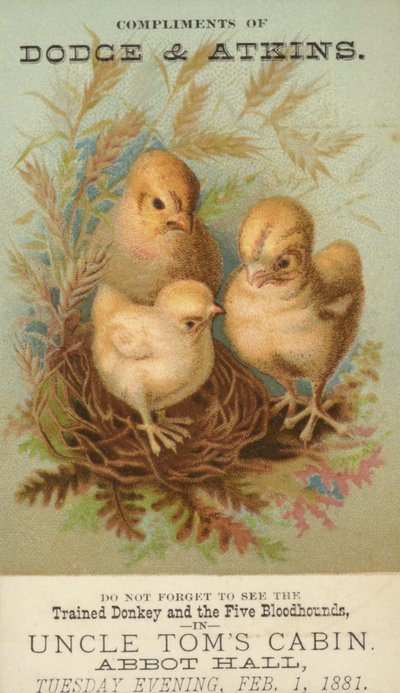 Three Baby Chicks in Nest by American School