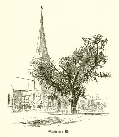 Washington Elm, Cambridge by American School