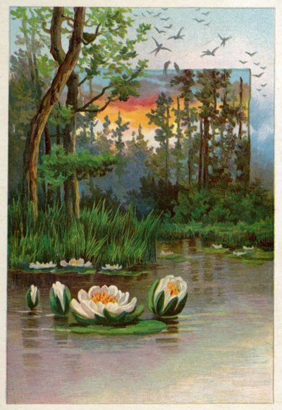 Water Lilies by American School