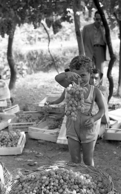 Bitter Grapes - Child with Cluster by Ando Gilardi