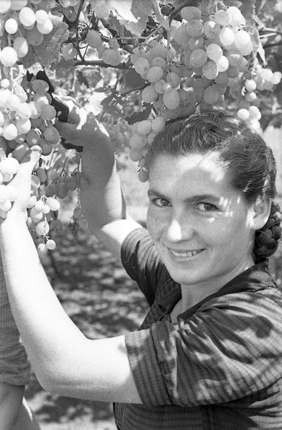Bitter Grapes - Grape Harvest by Ando Gilardi