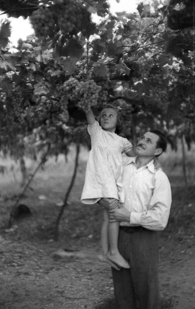 Bitter Grapes - The Height of the Pergola by Ando Gilardi