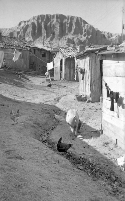 Crotone - Animals Among the Shalls by Ando Gilardi