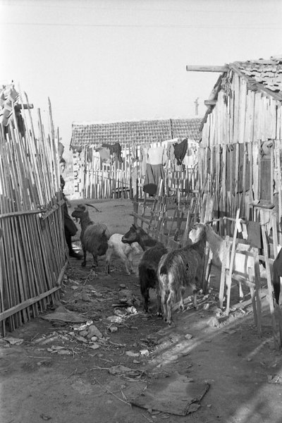 Crotone - Goats Among the Shacks by Ando Gilardi
