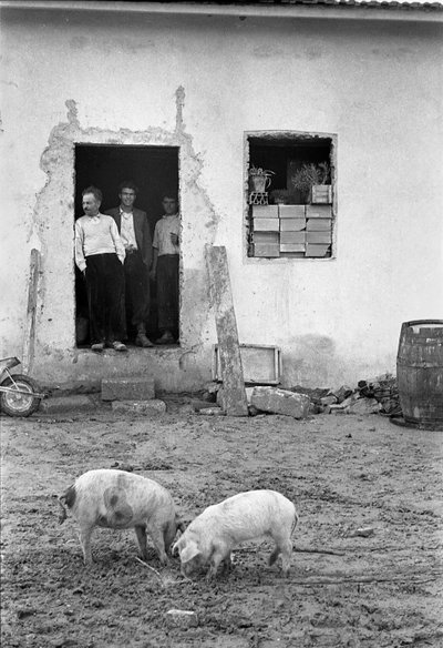 Crotone Countryside - Pigs Grazing in Front of the House by Ando Gilardi
