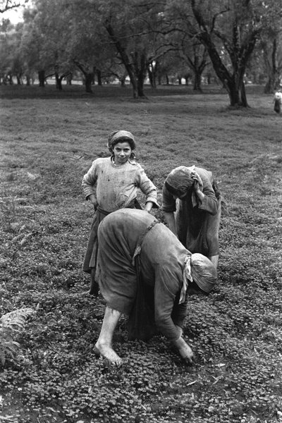 Female Work: Harvest of Olives in Calabria by Ando Gilardi