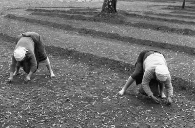 Olive Pickers by Ando Gilardi