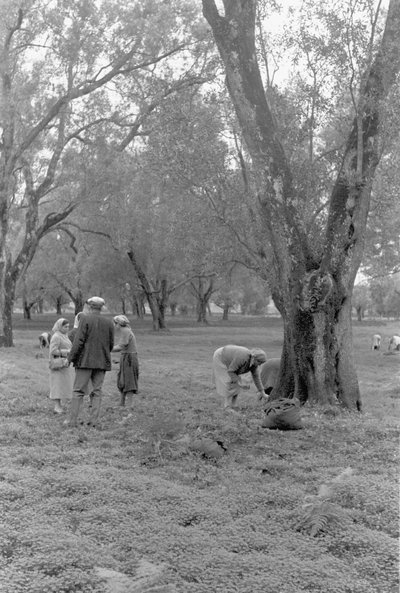 Olive Pickers by Ando Gilardi
