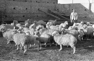 Transhumance Anniversary, Crotone by Ando Gilardi