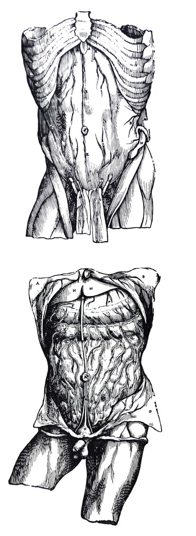 The Plates from the Fifth Book of the De Humani Corporis Fabrica by Andreas Vesalius