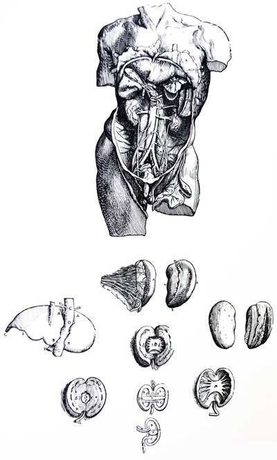 The Plates from the Fifth Book of the De Humani Corporis Fabrica by Andreas Vesalius