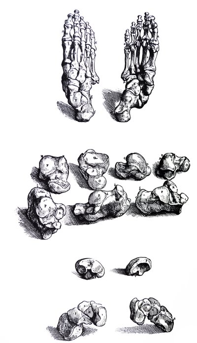 The Plates from the First Book of the De Humani Corporis Fabrica by Andreas Vesalius