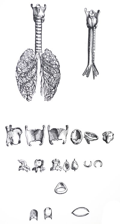 The Plates from the First Book of the De Humani Corporis Fabrica by Andreas Vesalius