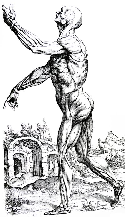 The Plates from the Second Book of the De Humani Corporis Fabrica by Andreas Vesalius