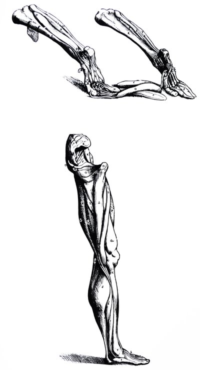 The Plates from the Second Book of the De Humani Corporis Fabrica by Andreas Vesalius