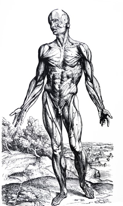 The Plates from the Second Book of the De Humani Corporis Fabrica by Andreas Vesalius
