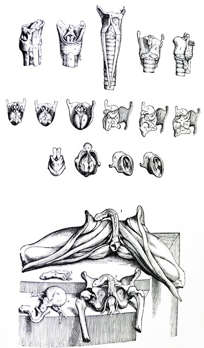 The Plates from the Second Book of the De Humani Corporis Fabrica by Andreas Vesalius