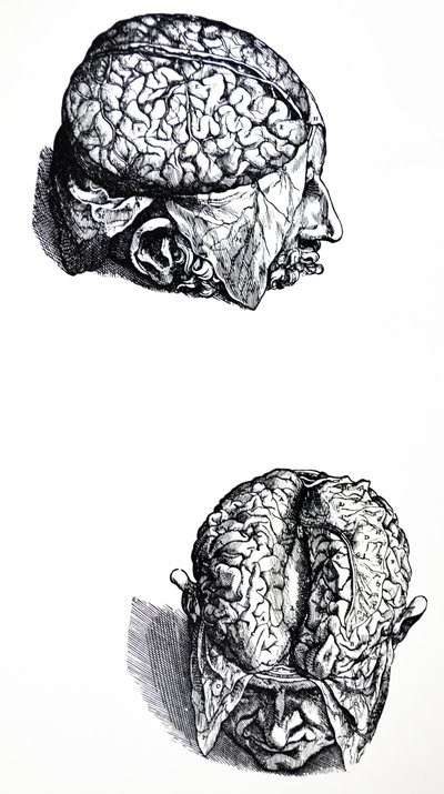 The Plates from the Seventh Book of the De Humani Corporis Fabrica by Andreas Vesalius