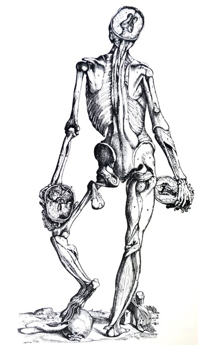 The Plates from the Seventh Book of the De Humani Corporis Fabrica by Andreas Vesalius