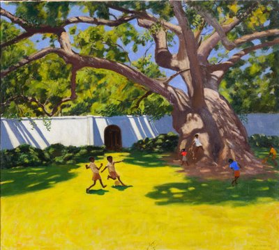 Ancient Camphor Tree, Vergelegen Estate, South Africa by Andrew Macara