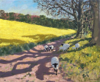 Sheep and Yellow Field by Andrew Macara