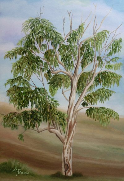 Australian Eucalyptus Tree by Angeles M. Pomata
