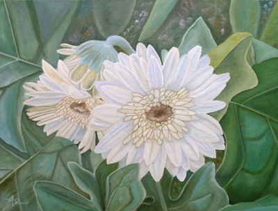 Fresh White Gerbera Blooms by Angeles M. Pomata