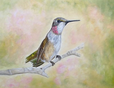 Perched Ruby Hummingbird by Angeles M. Pomata
