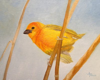 Saffron Finch by Angeles M. Pomata