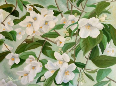 White Jasmine Blooms by Angeles M. Pomata